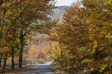 Naklejka na ściany i meble Beautiful Autumn nature colors of mountain forest