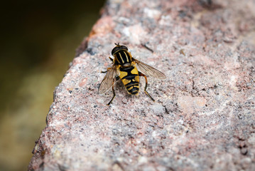 Schwebfliege auf einem Stein, Insekt, Natur