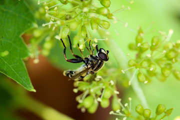 Schwebfliege auf Weinblüten, Insekt, Natur