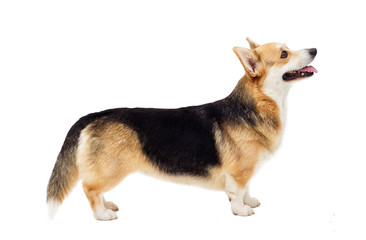 dog welsh corgi pembroke stands sideways