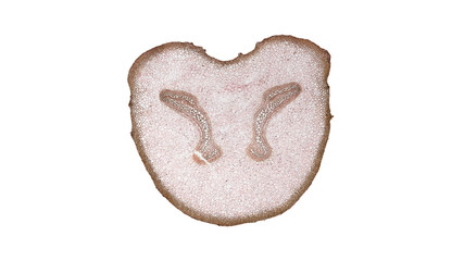 cross section cut of plant stem under the microscope