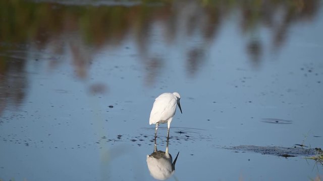 Snowy Egret Feeding in the Marsh