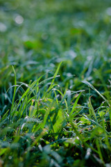 Green grass lawn background with dew drops