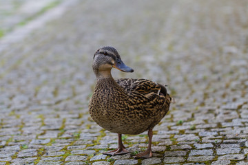 duck on cobblestone