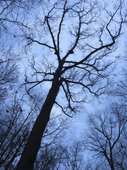 Winter trees on the C&O Canal.  iphone 6