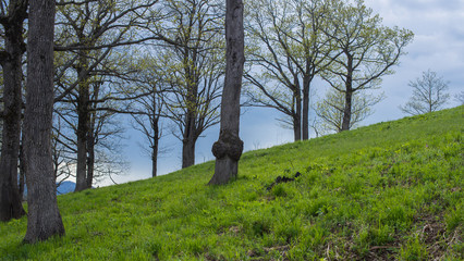 Spring landscape. Oak grove on a hillside.