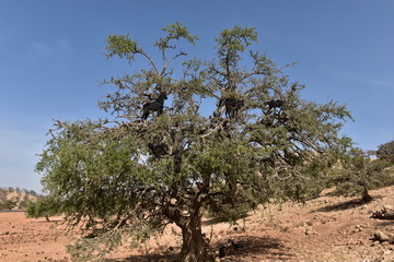 Fototapeta na wymiar Valle de Argan, Marruecos