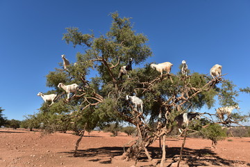 Valle de Argan, Marruecos