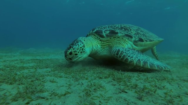  Big male Black Sea Turtle (Chelonia mydas) with Remora fish (Echeneis naucrates) eats sea grass on a sandy bottom, Red sea, Marsa Alam, Abu Dabab, Egypt
