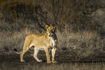 African lion in Kruger National park, South Africa