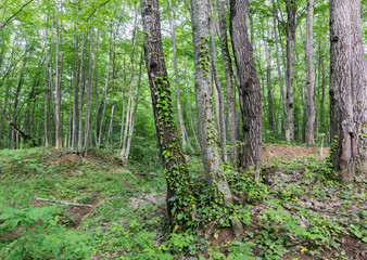 Forest green landscape. Tree trunks wrapped a loach