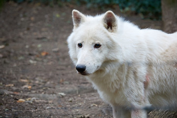 Alone white wolf in the forest closeup