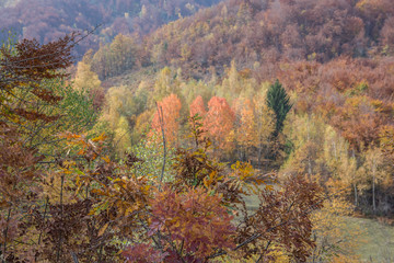 Beautiful Autumn nature colors of mountain forest