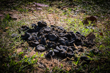Naklejka na ściany i meble dung of cow manure for agriculture