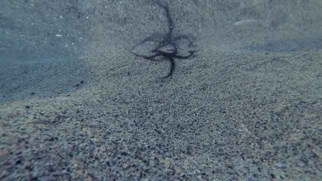 Brittle star (Ophiocoma scolopendrina) crawls along the sandy shallows, Red sea, Marsa Alam, Abu Dabab, Egypt
