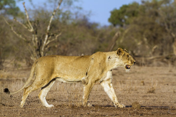 African lion in Kruger National park, South Africa