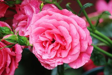 A pink rose blossoming in a garden