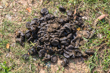 dung of cow manure for agriculture
