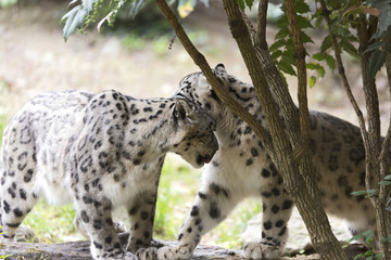 Pair of The snow leopard or ounce (Panthera uncia) 