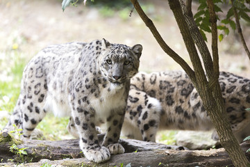 Pair of The snow leopard or ounce (Panthera uncia) 