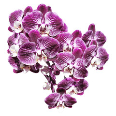 Beautiful branch of lilac orchids in shape of a heart. Isolated on white background 