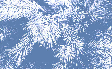 Beautiful winter background. Nice fir branches. Close up. Old retro photo. Matte tone