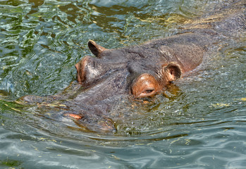 Hippo swims in a lake. Beautiful African Hippopotamus. Wildlife of Africa. Close up photo. Amazing portrait. Wild powerful animals in National Parks.