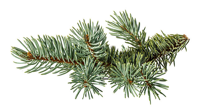 Green fir branch on white background with clipping pass