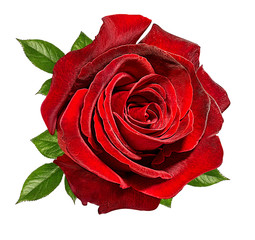 Fresh beautiful rose isolated on white background with clipping path