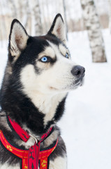 Siberian Laika, Husky on a winter walk, riding sport, dog's face. caring for animals