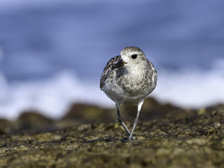  Grey Plover Portrait
