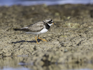 Common Ringed Plover Foraging on the Sea Shore
