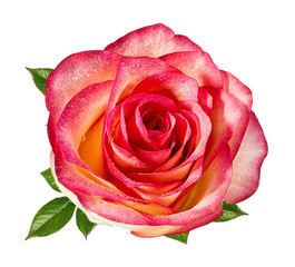 Fresh beautiful rose isolated on white background with clipping path