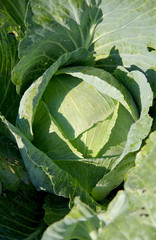 Naklejka premium Green cabbage in the garden