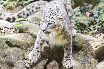 Fototapeta na wymiar The snow leopard or ounce (Panthera uncia)