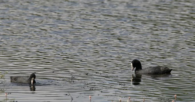 Bird Eurasian coot (Fulica atra), crake bird family, the Rallidae. Duck feeding in small pond on green reeds. Czech Wildlife. Close up
