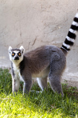 A cute Lemur of madagascar in the grass in the Safari Park of Varallo Pombia