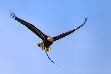 A Bald Eagle (Haliaeetus leucocephalus) in the Safari Park of Varallo Pombia, Italy. A wonderful and Proud bird. The King of all birds.