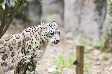 The snow leopard or ounce (Panthera uncia)