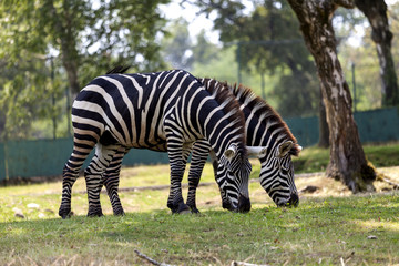 Fototapeta na wymiar Two zebras are grazing quietly