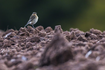 Steinschmätzer (Oenanthe oenanthe)