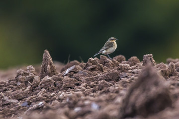 Steinschmätzer (Oenanthe oenanthe)