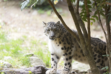 The snow leopard or ounce (Panthera uncia) 