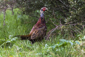 Fasan (Fasanius colchicus)