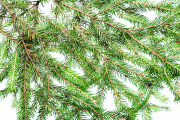 Many fir tree branches isolated on white background