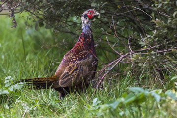 Fasan (Fasanius colchicus)