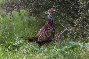 Fasan (Fasanius colchicus)