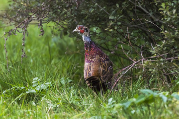Fasan (Fasanius colchicus)