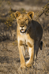 African lion in Kruger National park, South Africa