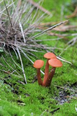 mushroom